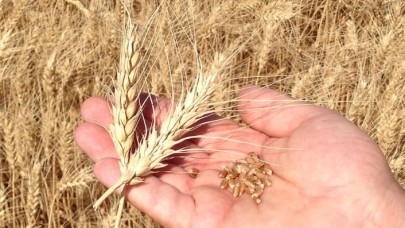 Türkiye,  tarihinde ilk kez Hindistan’dan buğday ithalatına başladı!