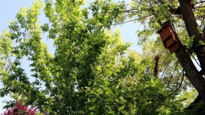 Yarasaların biyolojik mücadelede kullanılabilmesi için araştırma başlatıldı