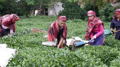 Yaş çay alımlarında taban fiyat açıklandı
