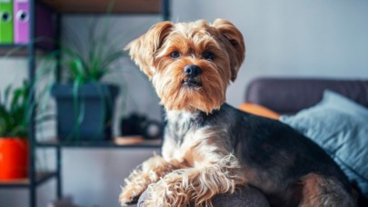 Yorkshire Terrier cinsi hakkında merak edilenler