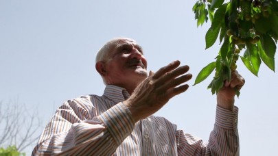 Adil amcanın çabasıyla meyve çekirdekleri onlarca ağaca dönüştü