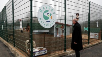 AK Partili belediyelerden köpek sahiplenenlere teşvik ve bakım hizmeti