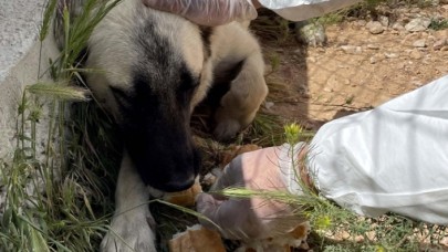Artık yemekler duyarlı belediye aracılığıyla sahipsiz hayvanlara ulaştırılıyor