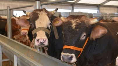Bayrama 1 ay kala kurbanlıklar pazara indi: İşte fiyat aralığı!