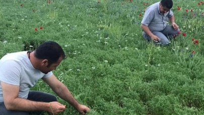 Beyşehir'deki nohut ve ayçiçeği ekili alanlarda saha taraması