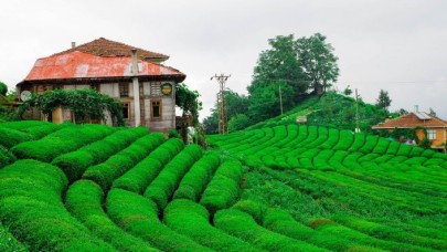 Çay Kanunu Teklifi TBMM Başkanlığına sunuldu