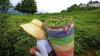 ÇAYKUR birinci sürgünde 212 bin ton yaş çay aldı