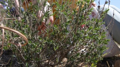 "Dağlardan Tarlaya Kekik Mucizesi Projesi" kapsamında fideler toprakla buluştu