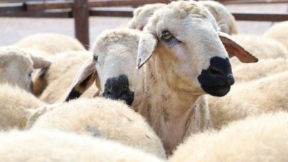 Diyanet 2022 yılı vekalet aracılığıyla kurban kesim fiyatlarını belirledi