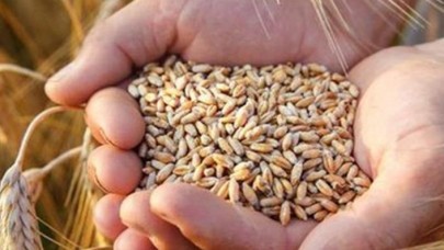 Edirne'de hasadına başlanan buğdayın rekoltesi yüz güldürüyor