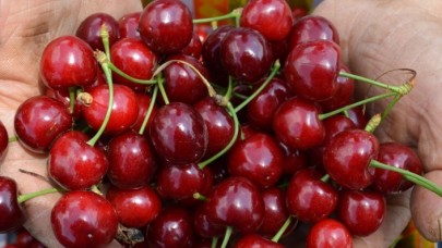 Gölpazarı'nda Napolyon kirazında hasat dönemi başladı