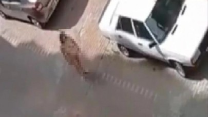 Görüntü Türkiye'den! Çıplak Vatandaş serisi devam ediyor