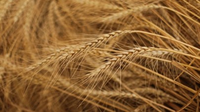 Karadeniz'de tahıl krizi! Rusya ve Ukrayna savaşının küresel sisteme etkileri