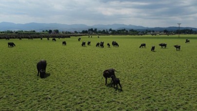 Kızılırmak Deltası'nda manda yetiştiriciliği için 'ot potansiyeli' araştırılıyor