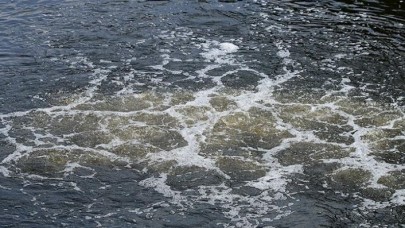 Kokan,  kirli Riva Deresi'nden hayvanlar su içemiyor