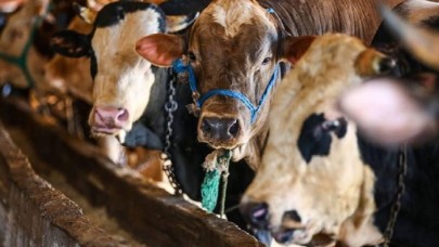 Kurbanlık fiyatlarına ne kadar zam geldi? Yetkili isimden bayrama günler kala açıklama!