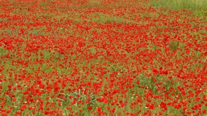 Muş Ovası'nı gelincikler süsledi