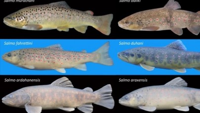 RTE Üniversitesince 6 yeni alabalık türü keşfedildi