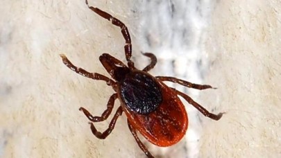 Sivas'ta KKKA şüphesiyle tedavi gören Hasan Yuva ve Remzi Polat hayatını kaybetti