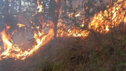 Tarım ve Orman Bakan Yardımcısı Tiryaki,  orman yangınlarıyla mücadeleyi değerlendirdi