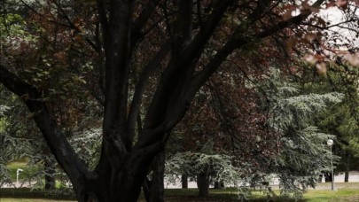 TBMM'nin 350 dönümlük bahçesi 282 tür ağaca ev sahipliği yapıyor