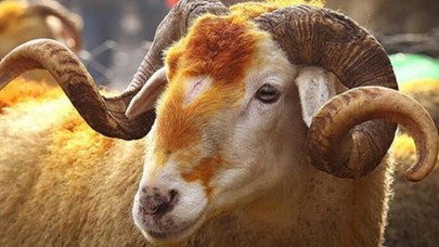 TDV'den gençler için kampanya: İlk Kurbanım İlk İyiliğim