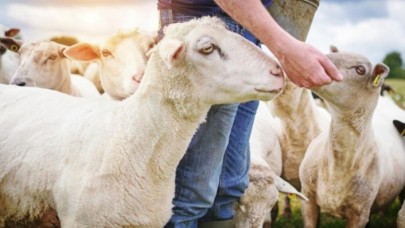 TİGEM 1050 reforme küçükbaş hayvan satacak