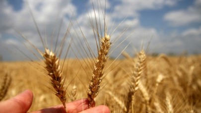 Toprak Mahsulleri Ofisi,  2022 hububat alım detaylarını belirledi