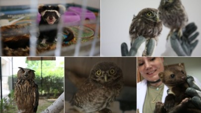 Yaralı hayvanlar,  Çanakkale'deki rehabilitasyon merkezinde tedavi ediliyor