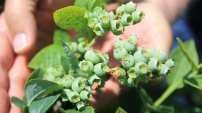 Yıllar sonra yerleştiği köyünde yaban mersini ve aronya yetiştiriyor