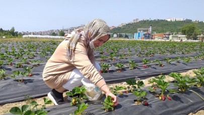 Zonguldak'ta müşteriler satın alacakları çilekleri kendileri topluyor