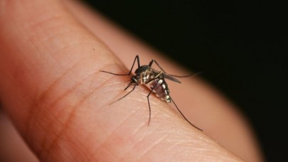 Sivrisinekler neden bazı insanları daha çok ısırır?