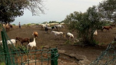 İBB'de atların kaybolduğunu ortaya çıkaran müdürün ihraç talebi reddedildi
