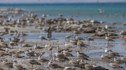 Besin azlığı ve aşırı sıcaklar Van Gölü havzasındaki martıları vurdu