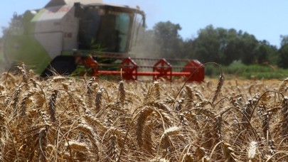 Buğday ve arpa üreticilerine TMO alım primi desteği ödenecek