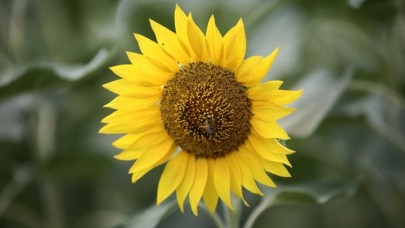 Çukurova'da 220 bin ton ayçiçeği rekoltesi bekleniyor