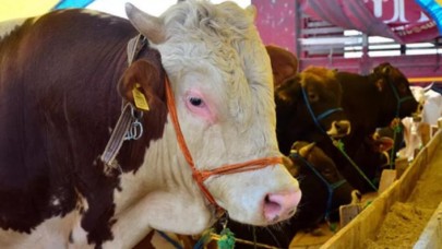 Et ve Süt Kurumu satılamayan kurbanlıkları alacağı tarihi açıkladı