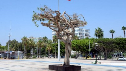 Mersin'de ağaca zarar verilmesiyle ilgili daire başkanı görevinden uzaklaştırıldı