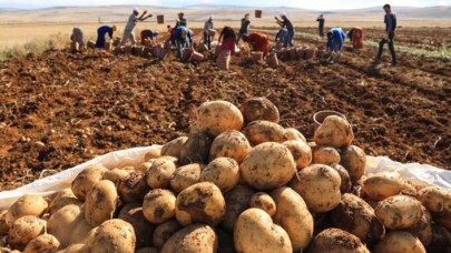 Patates'in tarla satış fiyatı buysa tüketici yandı!