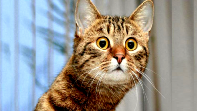 Petshop’ların Kasaplar Odası’na bağlanması tartışma yarattı