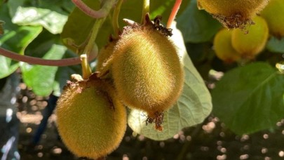 Tescilli "Yalova kivisi"nde son 5 yılın en verimli sezonu yaşanıyor