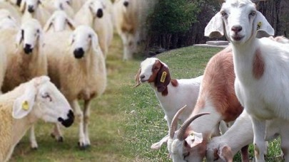 TÜDKİYEB Genel Başkanı Çelik'ten destek ödemeleri açıklaması