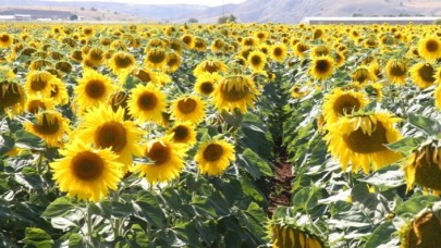 Ayçiçeği ekim alanı 22 kat artan Sivas'ta 45 bin ton rekolte bekleniyor
