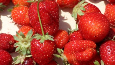 Batman'da daha önce tütün ekilen araziler çilek tarlasına dönüştü