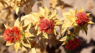 Belediyenin atıl arazisi lise öğrencilerine uygulama alanı oldu
