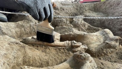 Canlı fosili literatürüne girecek yeni tür "Sofular" adını alacak