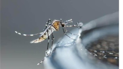 İstanbul'a yayılan  tehdit ! 'Aedes' sivrisinekleri