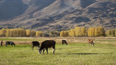 Hayvanlarını 5300 liraya sigortalattı,  823 bin lira hasar ödemesi aldı