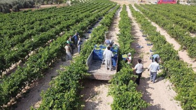 TMO'nun alım politikaları tarımsal üretime olumlu yansıyacak