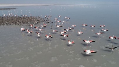 Tuz Gölü'ndeki flamingolar için 4 kilometreden su aktarımı başladı
